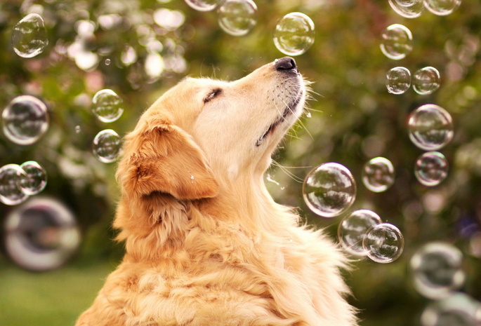 пузыри, друг, Собака