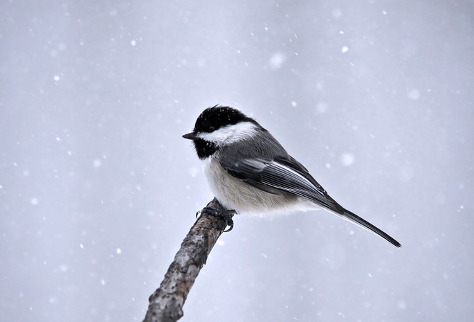 Птица, синица, ветка, минимализм, снег, зима