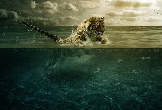 рыбы, прыжок, вода, Тигр