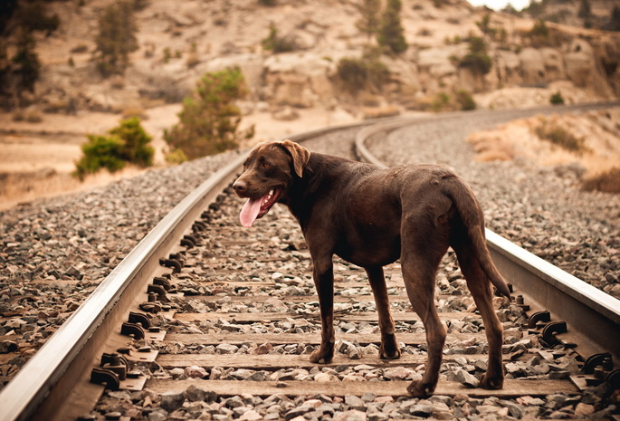 Собака, друг, железная дорога
