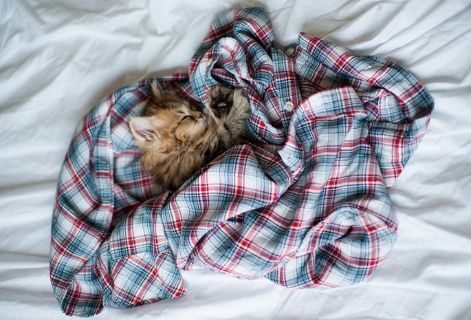 ben torode, сон, daisy, спит, Кошка, котенок, одежда, рубашка