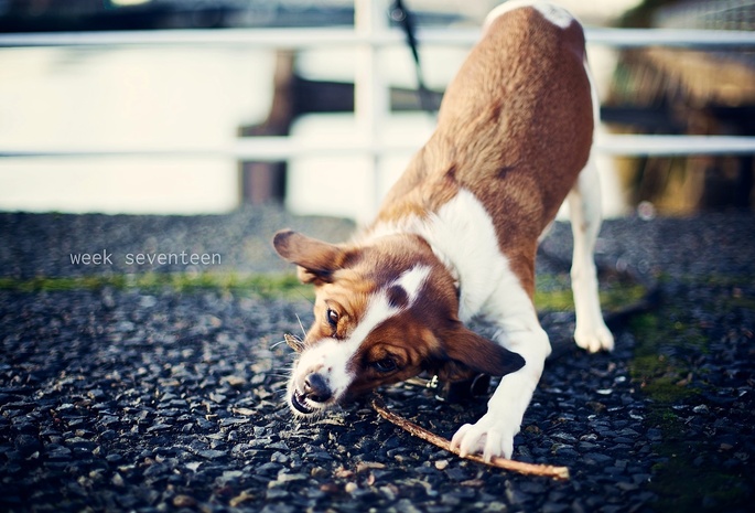 Dog, Stick, Game