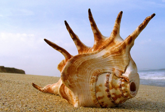 Shell, Beach