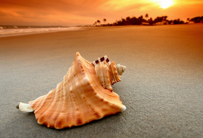 Shell, Sunset, Beach