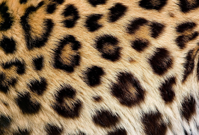 Леопард, пятна, мех, текстура, шерсть