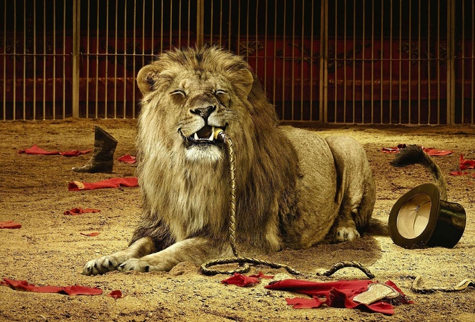 Lion, Cage