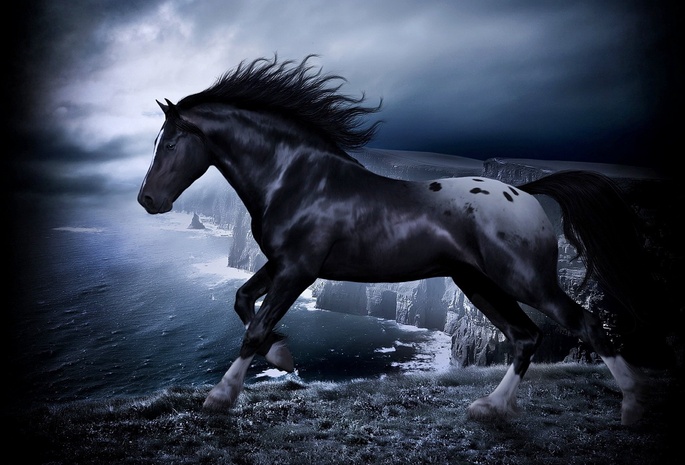 Black, Horse