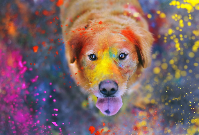 собака, The explosion of colors, краски