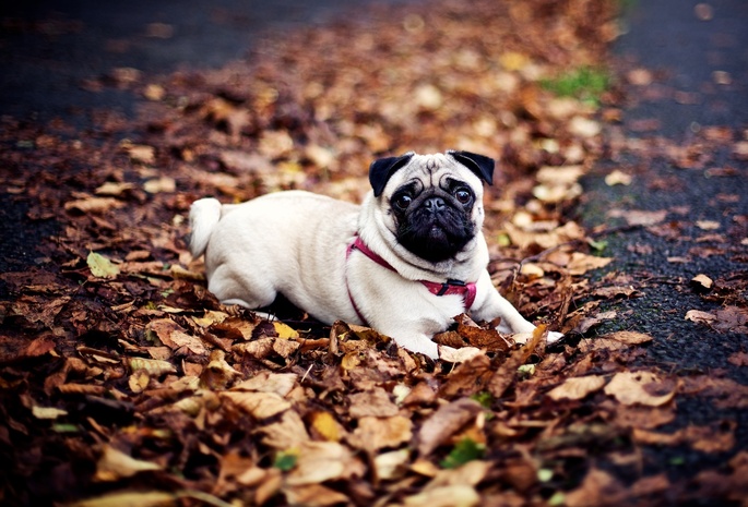 собака, осень, Мопс, листья