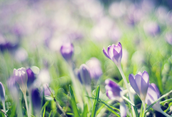 crocuses, весна, Крокусы, сиреневый