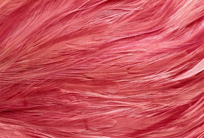 фон на рабочий, розовый фламинго, Текстуры, texture, перья