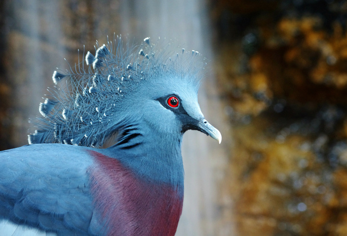 bird, птица, венценосный голубь, Victoria crowned pigeon