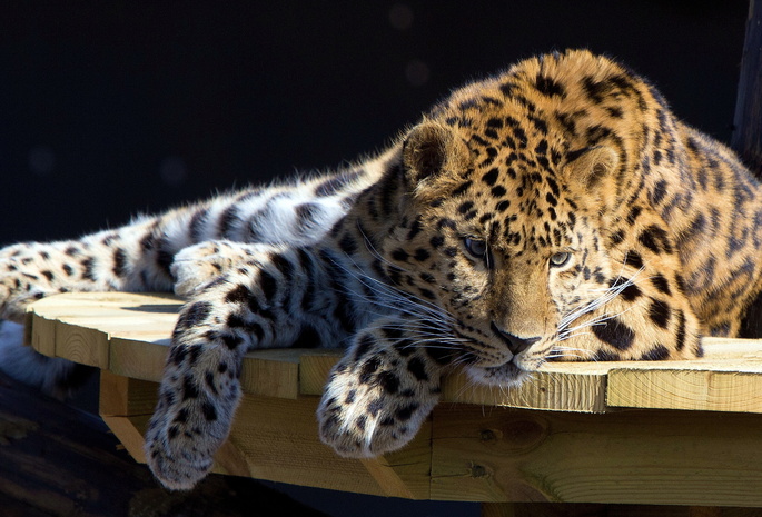 лежит, стол, смотрит, отдых, Леопард