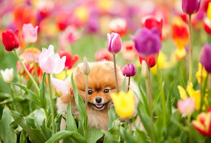 Собака, цветы, поле