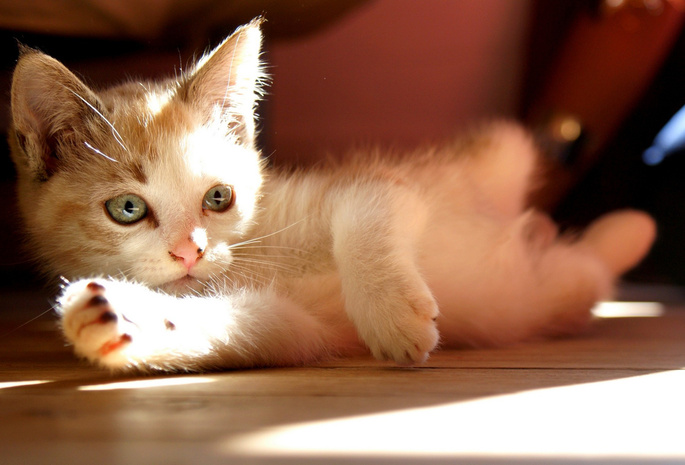 взгляд, Котёнок, свет, cat, кошка, bokeh, боке, look, kitty, sunlight