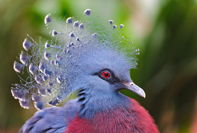 птица, венценосный голубь, перья, Victoria crowned pigeon