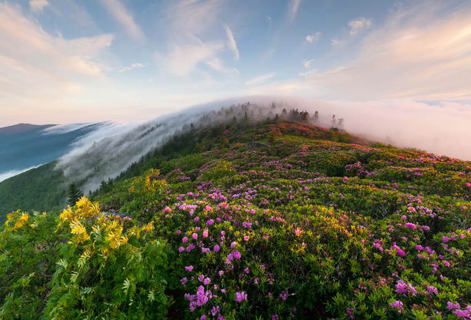 горы, трава, цветы, Утро, туман