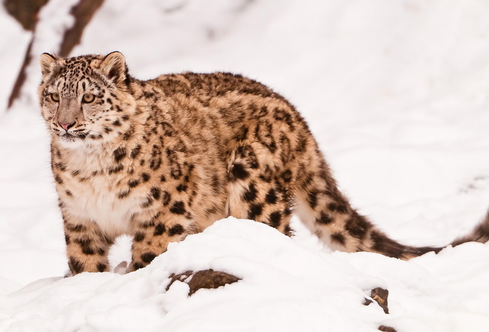 uncia uncia, смотрит, ирбис, Снежный барс, стоит, snow leopard