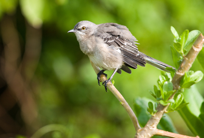 Mockingbird, ветка, пересмешник, макро, птица