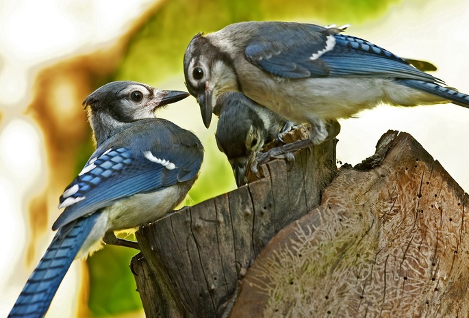 птицы, пенёк, макро, три, пень, размытость, Blue jay