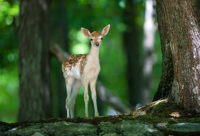 природа, животное, лес, олень, оленёнок, Bambi