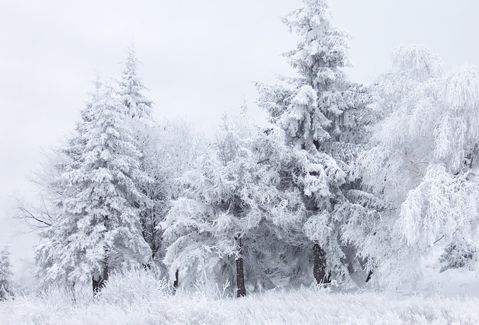 деревья, снег, призрачность, белые, покой