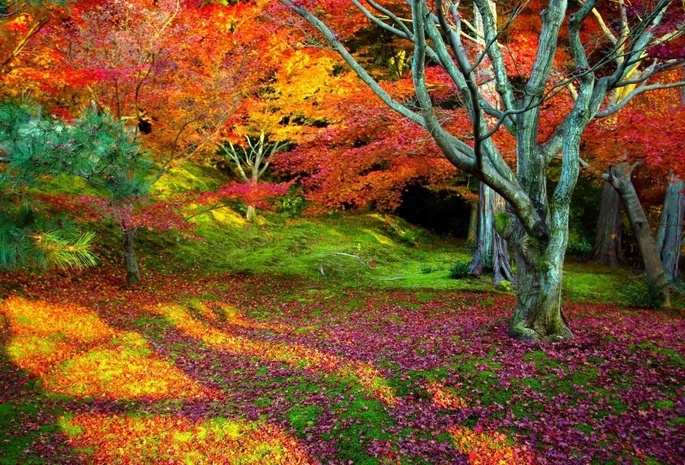 пейзаж, деревья, Природа, дерево, осень, листья