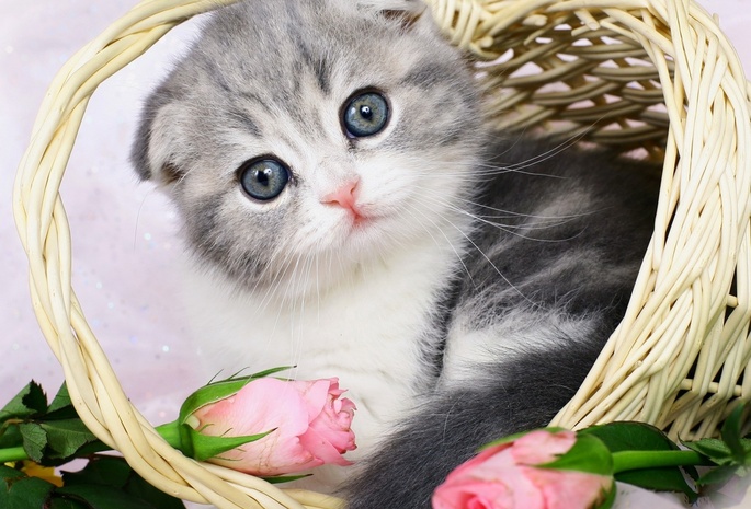 милый, ушки, глаза, няша, котёнок, корзина, цветы, тюльпаны