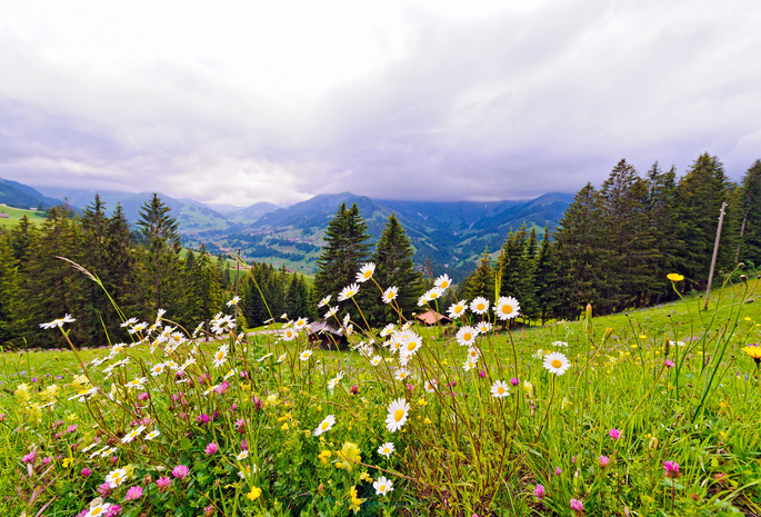швейцария, Switzerland, природа, горы, луг, цветы, деревья