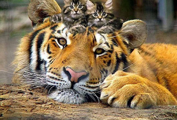 тигр, котята, большие кошки
