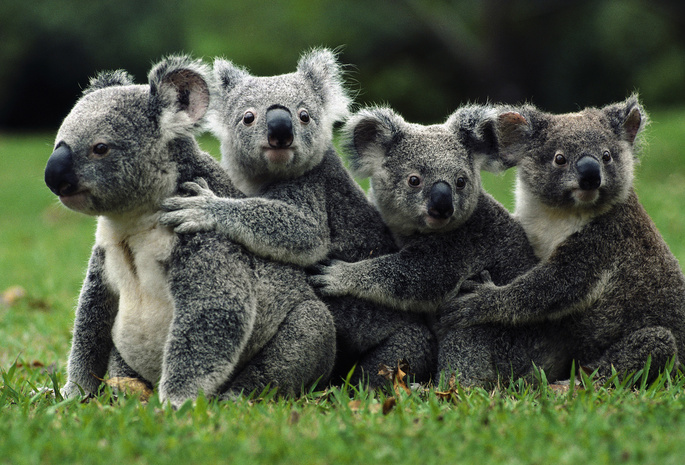 Животные, пророда, настроеине, обои, Australia, Австралия, лето, отдых, путешествие, настроение, тёмный фон, чёрный фон, фон, экология, коала, koala