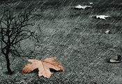 дождь, Лист, дерево