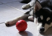 пес, Собака, мячик, щенок, хаски, мяч, взгляд