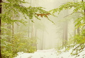 Снег, ветки, туман, листья, деревья, ветви, зелень