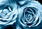 розы, lara vilya, flowers, цветы, blue rose, Frosty roses, beautiful nature ...