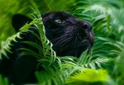 большие кошки, листва, Пантера