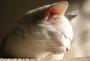 белый, прелесть, Кот, засыпает