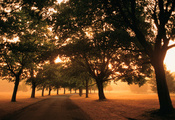 свет, туман, путь, Дорога, листва, утро, деревья, поля