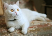 Белый, оранжевые глаза, котенок