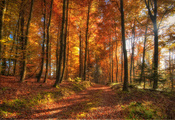 лес, осень, Природа