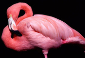черный фон, розовый, фламинго, Птица, клюв