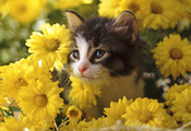 цветы, хризантемы, Котёнок