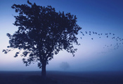 Дерево, птицы, туман