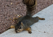 грызун, sciurus, Белка