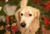 осень, Собака, листья
