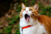 yawns, Кот, ginger, cat, рыжий, зевает