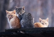 серый, рыжие, Коты, котята