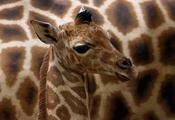 Жираф ротшильда, giraffa camelopardalis rothschildi, детеныш