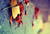 желтые, макро, осень, Листья, поверхность, вертикально