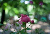 цветок, Роза, бутон, розовая, стебель, лепестки, листья
